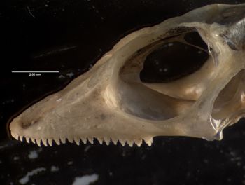 Media type: image;   Herpetology R-184661